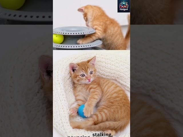 Playful Pounces: Cats in Action  #facts #cat #kitten #cute #catlover #pets
