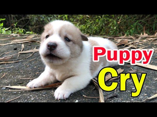 Puppy crying sound / 3-week-old puppy calls mom after being adopted