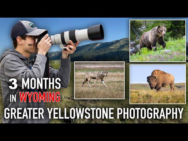 Bears, Wolves, Bison, and More! Yellowstone & Grand Teton - WILDLIFE PHOTOGRAPHY VLOG