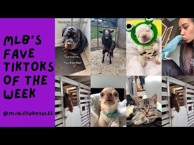 🩷Mija, Leon, & Brynlee’s Favorite Dog TikToks Of The Week🩷