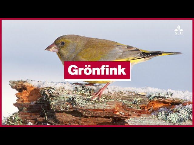 2 December: Grönfink