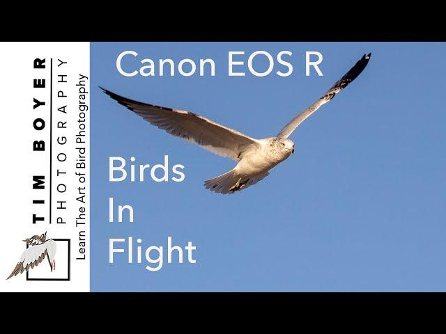 Canon EOS R For Birds In Flight Photography