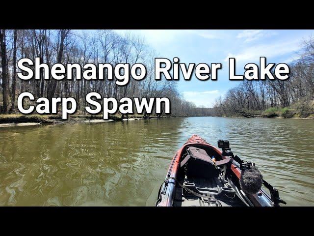 Shenango River Lake - Carp Spawning