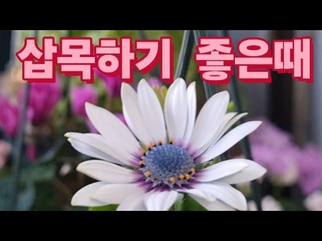 삽목/이렇게만해도 성공한다/밀레니엄벨/사랑초/샤피니아/슈퍼벨 /무엇이든도전해봐요~