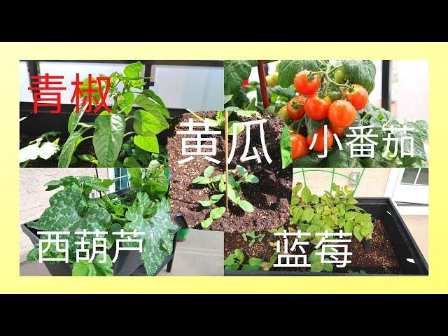 我的小菜园（2）Costco的西红柿盆栽丰收了，其他种子也已经长成植物｜黄瓜 番茄 西葫芦 蓝莓 青椒种植