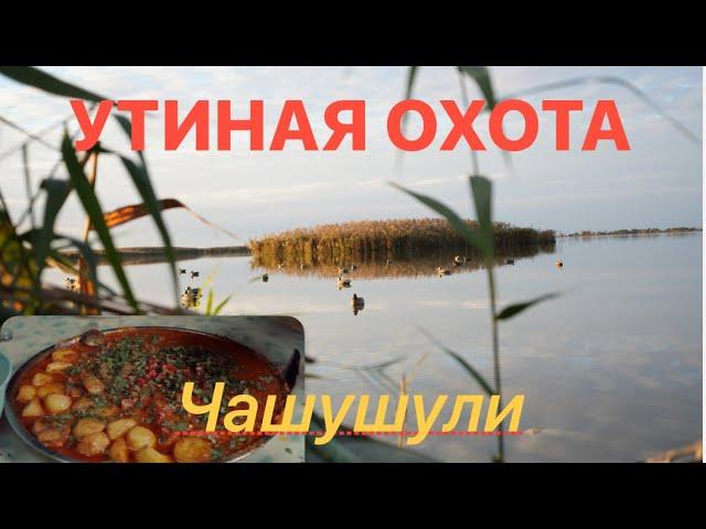 УТИНАЯ ОХОТА чашушули на охоте