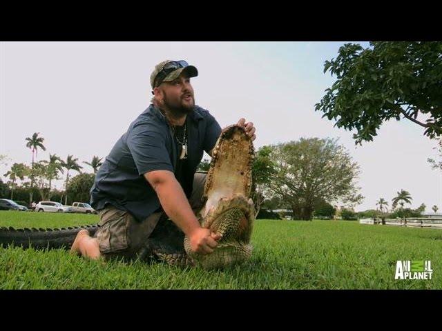 Jimmy's Return to Gator Rescues | Gator Boys