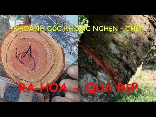 Khoanh gốc Vải bị chết là vì sao?!