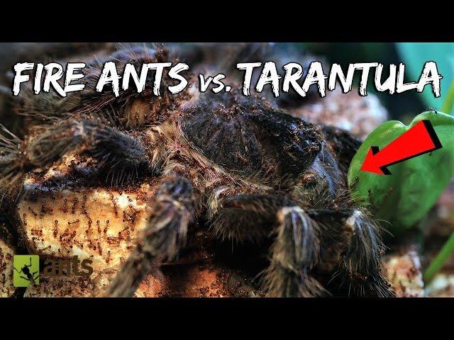 Fire Ants vs. Bird-Eater Tarantula