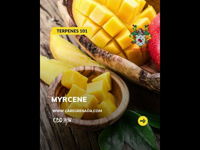 Terpenes 101 - Myrcene, the Musky Cannabis Terpene