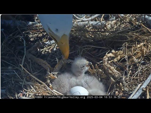 @FOBBVCAM Jackie feeds a chick for the first time 04.03.2025