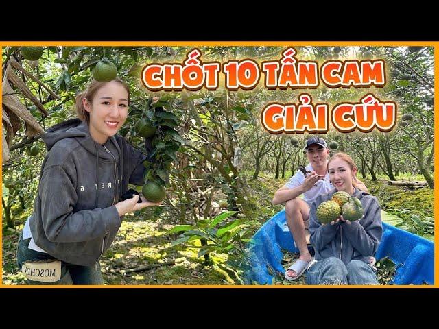 Nguyễn Huỳnh Như chốt giải cứu 10 tấn cam cho đôi vợ chồng rất thương, tự tay làm hết 5 công đất