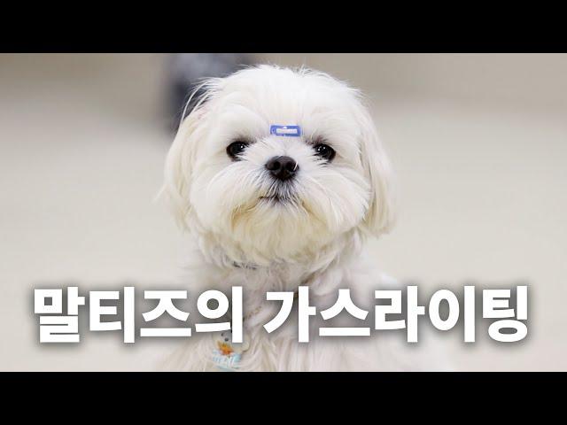 Malteses' are so cute you bear their gaslighting | Dog Encyclopedia ep. Maltese