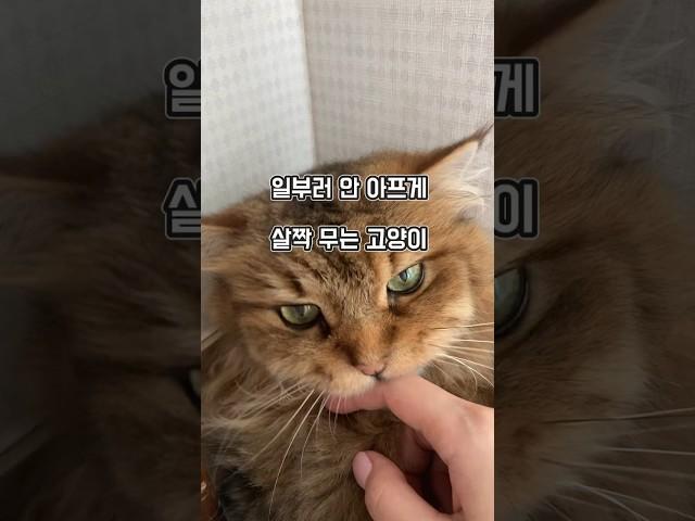 살짝 물렸어 난