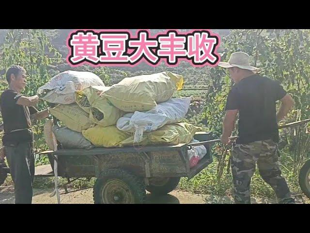 Laoluo's soybeans are ripe  and a piece of Qiu Tian has harvested a dozen bags  the joy of a bumper