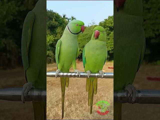 Indian Talking Parrot
