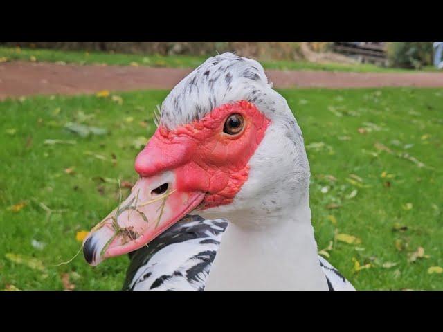 Pair of muscovy ducks