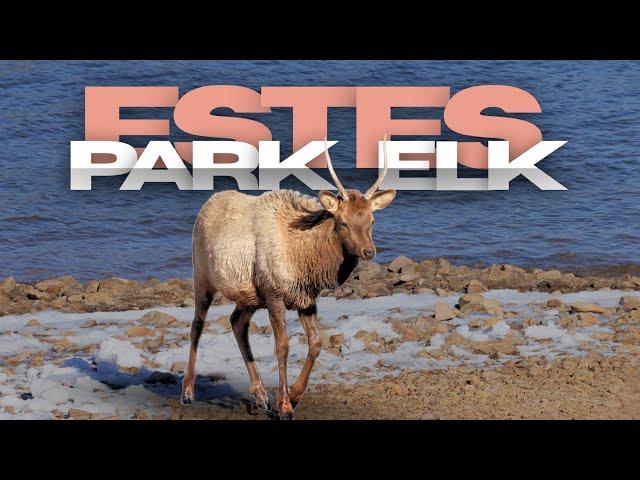 Visit Estes Park to see the ELK