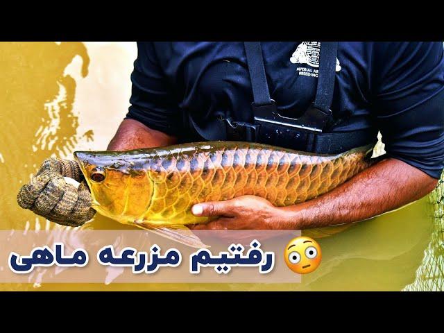 ولاگ مزرعه آروانا | ماهی های میلیون دلاری کم یاب  #arowana