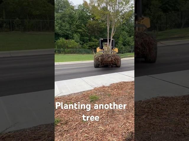 Tree for new playground