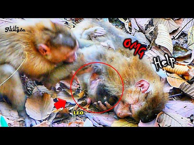 Summary Full Story.!! Adult Abandon Monkey Open F_ighting With Teammate To Protecting Baby LEO