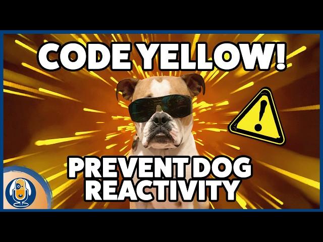 Reactive Dogs! Why Dog Owners Need To Know About Green, Yellow And Red Zones And Social Sensitivity