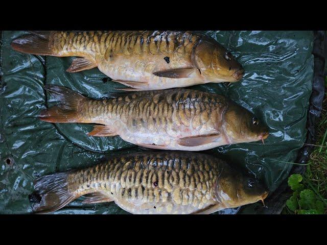 My Own Private Redmire? Fishing A Century Old Lake With A Cane & Centrepin