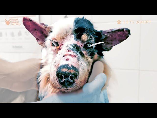 Dying Dog Rescued in Last Hours of Life Named Lucky Given A Loving Home All Dogs Should Be So Lucky