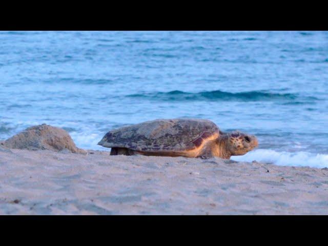 A Morning Beach Patrol with ARCHELON | Πρωινή Bόλτα με τον ΑΡΧΕΛΩΝ