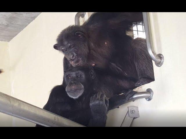 Episode 4 - Virtual Field Trip of Save the Chimps
