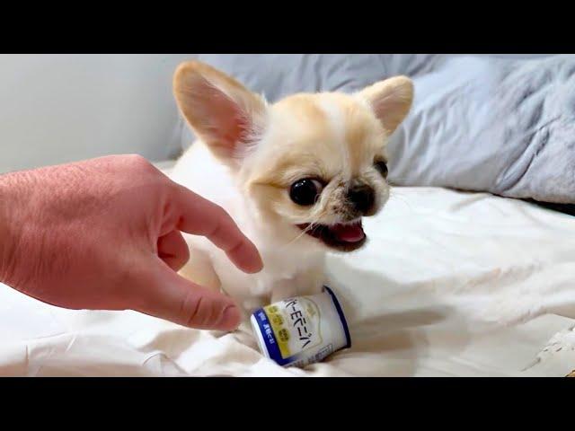 10 Smallest Dog Breeds on Earth!