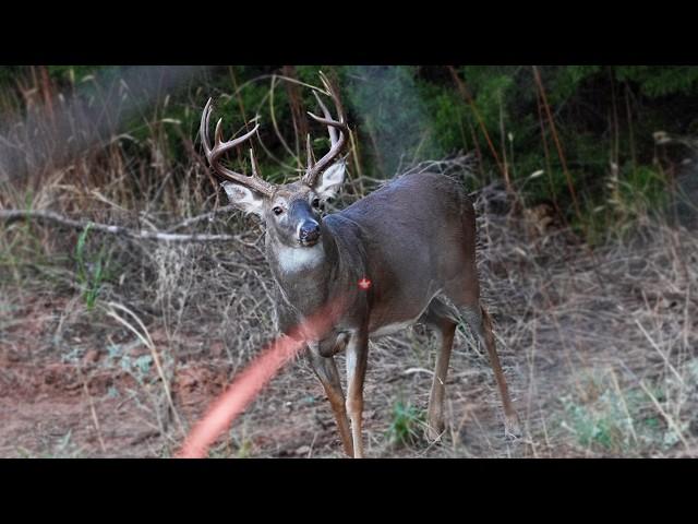 40 Bow Hunting Kill Shots (4K Slow Motion)