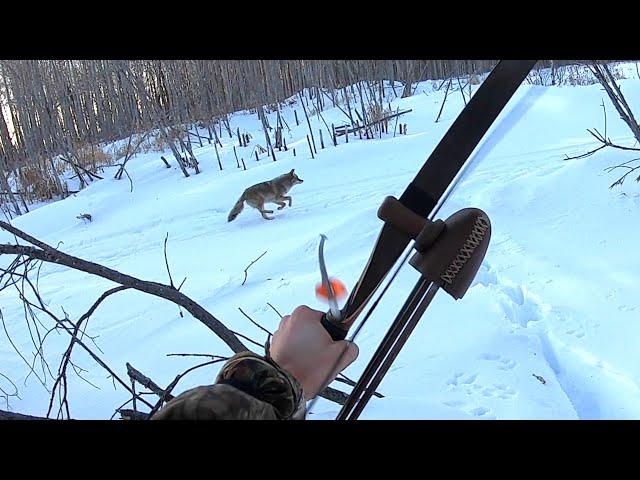 Hunting Coyotes with a Long Bow!