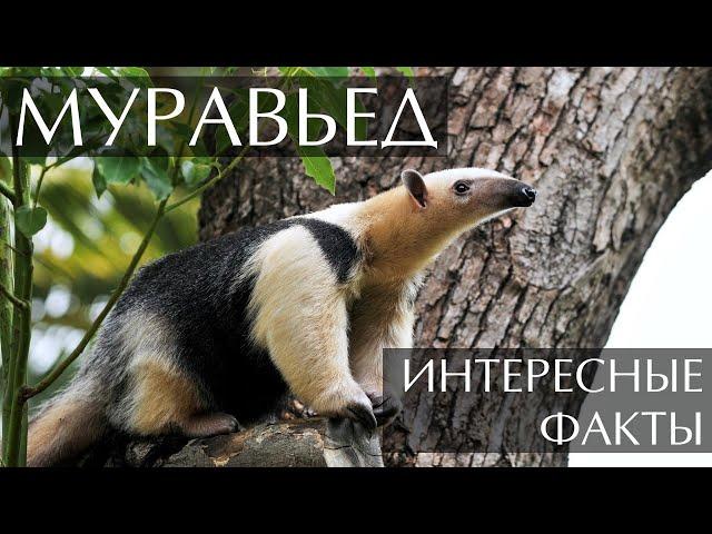 Муравьед - интересные факты