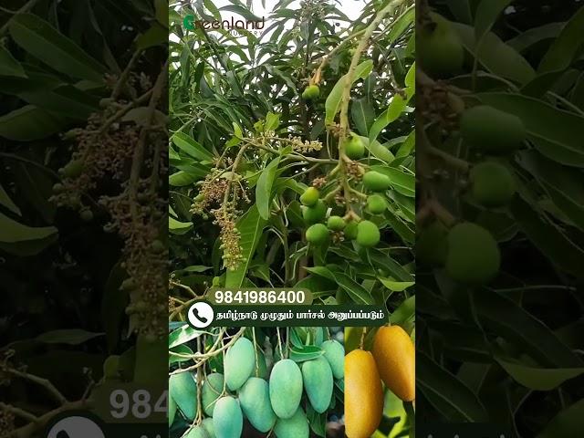 Terrace-ல காய்க்கும்  Thailand Mango  Unbelievable Sweetness  All Season Super Hit! Must Try! 