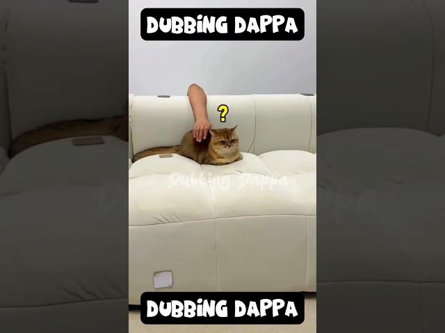 Amme Peiyuuu  || Dubbing Dappa #shorts #funny #shortsfeed #comedy #cat #catvideos #funnyanimals