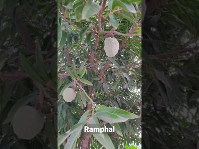 Ramphal Fruits in the tree #shorts #ramphal #sunilkeshari