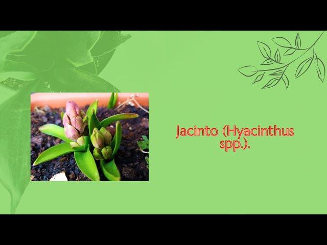  Jacinto (Hyacinthus spp.). 