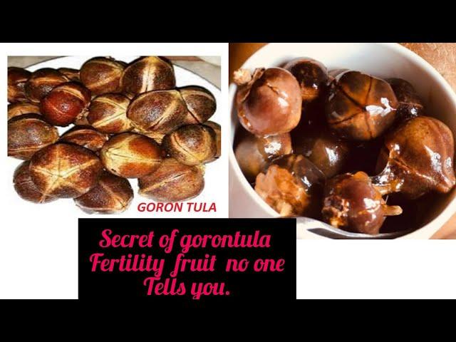 Gorontula /silky kola  secret about gorontula fruit no one told you about. Fertility fruit etc...