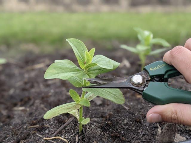 How to pinch Zinnias to make double the flowers!