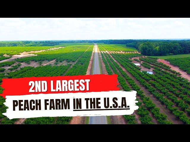 This Peach Farm Generates a Whopping $85 MILLION Per Year | Find Out How They Do It FULL TOUR