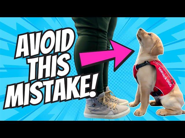 Train Your Puppy to Sit, The Service Dog Way!