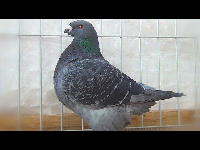 American Giant Homer Pigeon