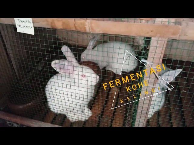 Fermentasi kotoran kelinci dengan em4 untuk digunakan sebagai pupuk dasar tanaman