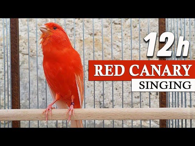 Red Canary Singing 12h The Best Training Song Ever !