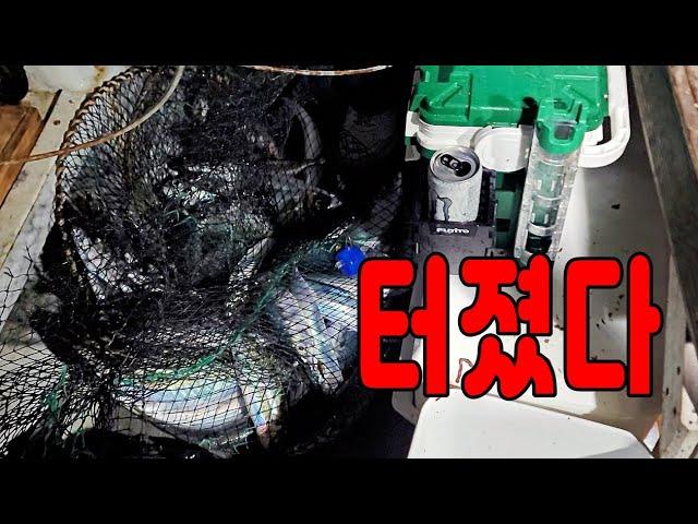 끝없이 나온다 결국 살림망 터져 조기 철수