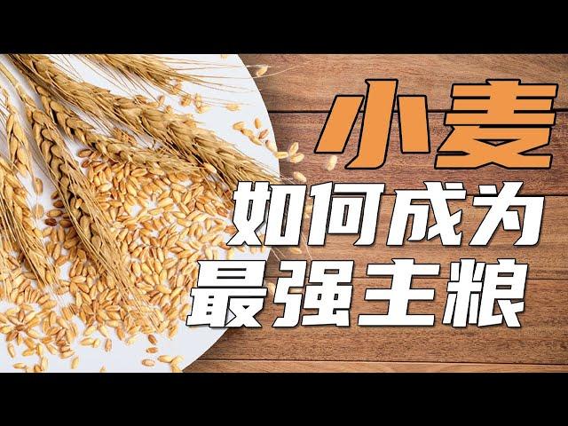 【鬼谷闲谈】小麦如何成为最强主粮？