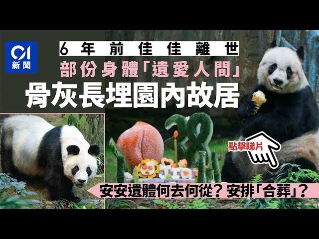 熊貓安安離世｜佳佳六年前長眠　部分遺體捐研究　骨灰埋園內故居 ︳01新聞