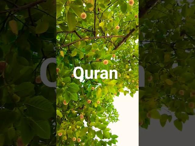 surah Bani Israeel Urdu translate Quran majeed
