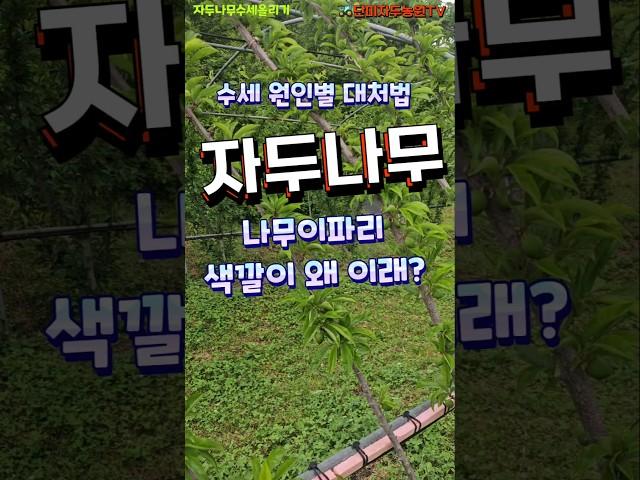 자두나무 - 잎으로 보는 수세, 충해 대처법 # #자두 #자두나무 #응애 #마그네슘 #엽면시비